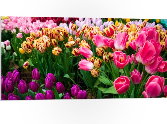 PVC Schuimplaat- Verse Tulpen in Verschillende Kleuren in het Veld - 100x50 cm Foto op PVC Schuimplaat