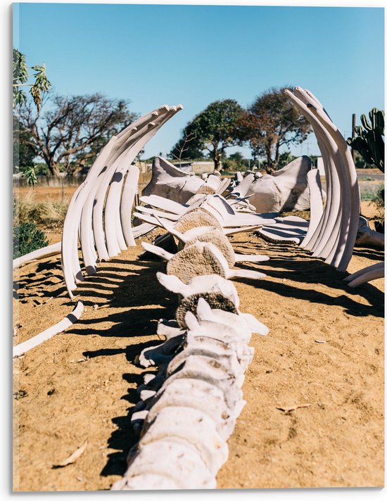 Acrylglas - Groot Skelet van Dinosaurus in Natuurgebied - 30x40 cm Foto op Acrylglas (Wanddecoratie op Acrylaat)