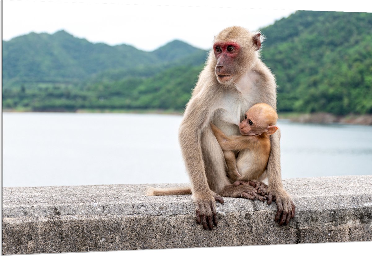 Dibond - Baby Aap Hangend bij Moederaap op Stenen Rand - 150x100 cm Foto op Aluminium (Met Ophangsysteem)