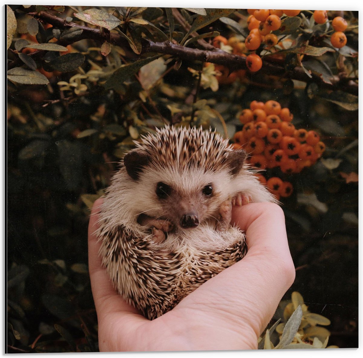 Dibond - Baby Egel in Handpalm voor Bessenstruik - 50x50 cm Foto op Aluminium (Wanddecoratie van metaal)