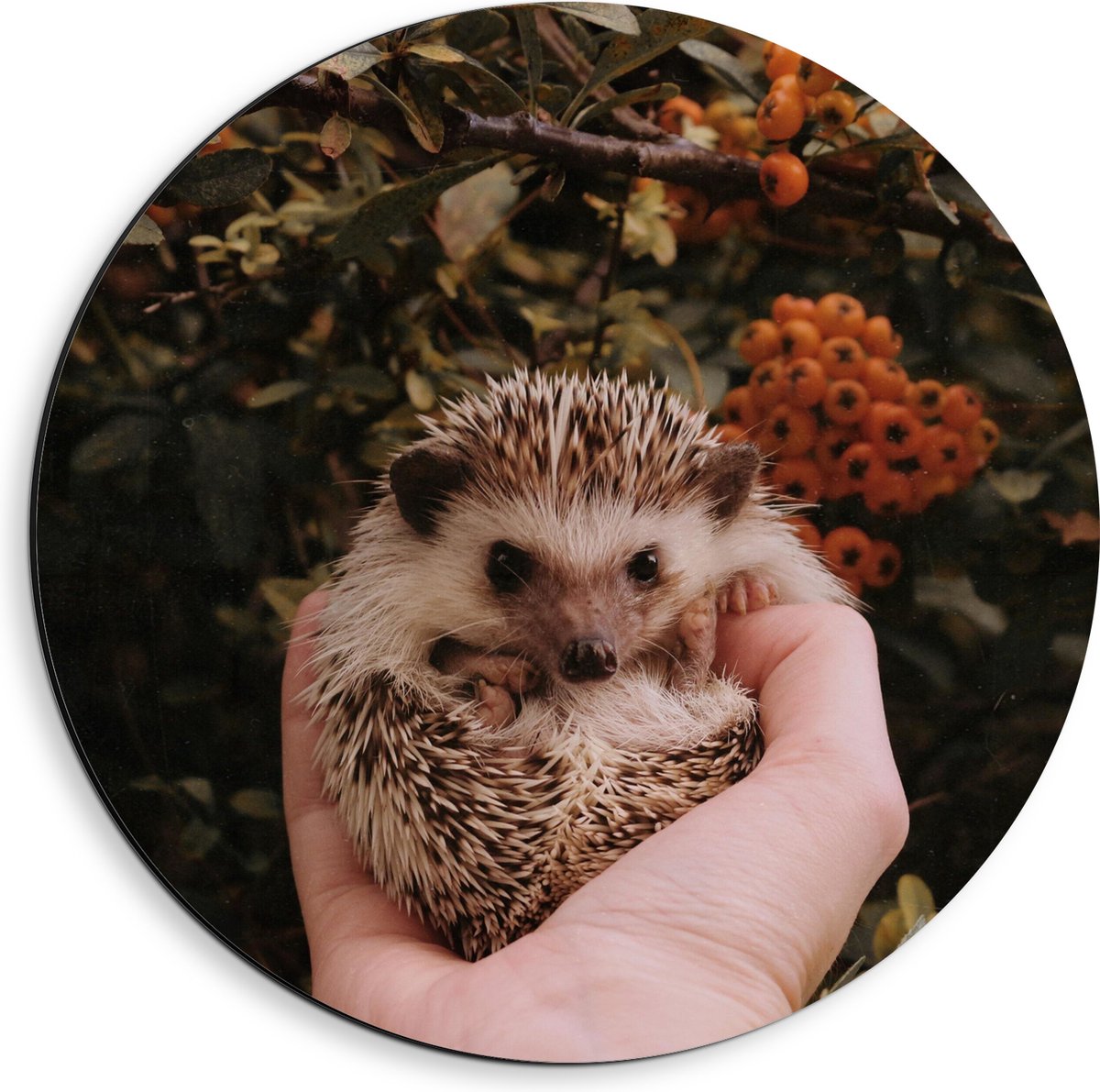 Dibond Muurcirkel - Baby Egel in Handpalm voor Bessenstruik - 40x40 cm Foto op Aluminium Muurcirkel (met ophangsysteem)