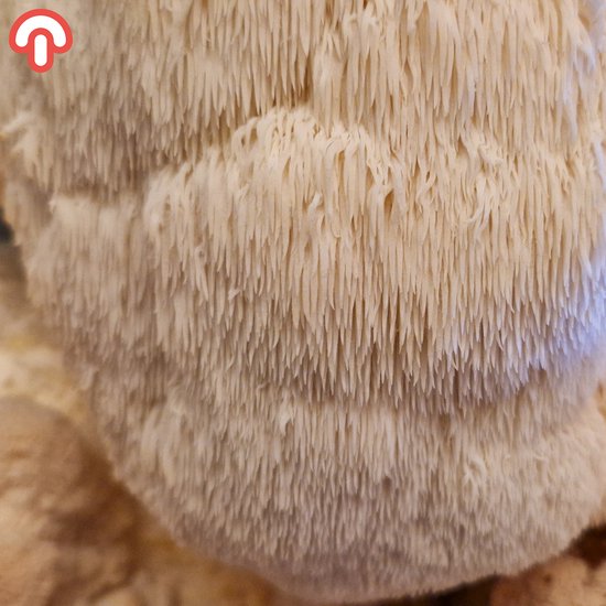 Samzwam Grow Kit - Pruikzwam (Lion's Mane) Kweekset XL - Kant en klaar - Gezonde Paddenstoelen - Geschikt voor Beginners en Ervaren Kwekers