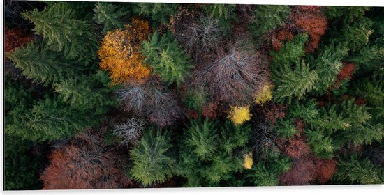 Dibond - Bovenaanzicht van Coniferen Bomen in Verschillende Kleuren - 100x50 cm Foto op Aluminium (Wanddecoratie van metaal)