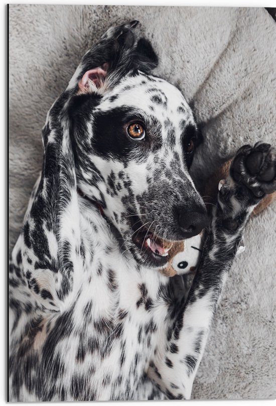 Dibond - Blijkijkende Dalmatiër Hond op Rug - 50x75 cm Foto op Aluminium (Met Ophangsysteem)