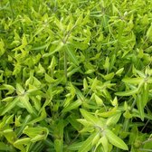 Euphorbia lathyris - Kruisbladwolfsmelk , Mollenkruid | De Tuinen van