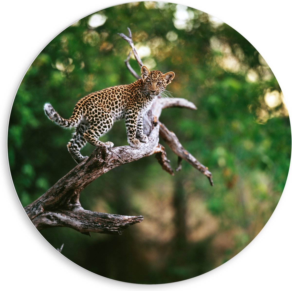 PVC Schuimplaat Muurcirkel - Baby Luipaard lopend over Smalle Tak in het BoS - 80x80 cm Foto op Muurcirkel (met ophangsysteem)