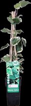 Hello Plants Hedera Algeriensis Gloire de Maren Klimop - Klimplant - Ø 15 cm - Hoogte: 65 cm