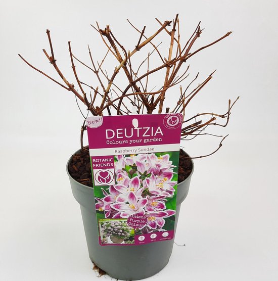 Hello Plants Deutzia Raspberry Sundae Bruidsbloem - Struik, Sierheester ...