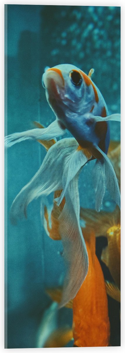 Acrylglas - Blauw met Oranje Vis met Dansende Vinnen in het Aquarium - 20x60 cm Foto op Acrylglas (Wanddecoratie op Acrylaat)