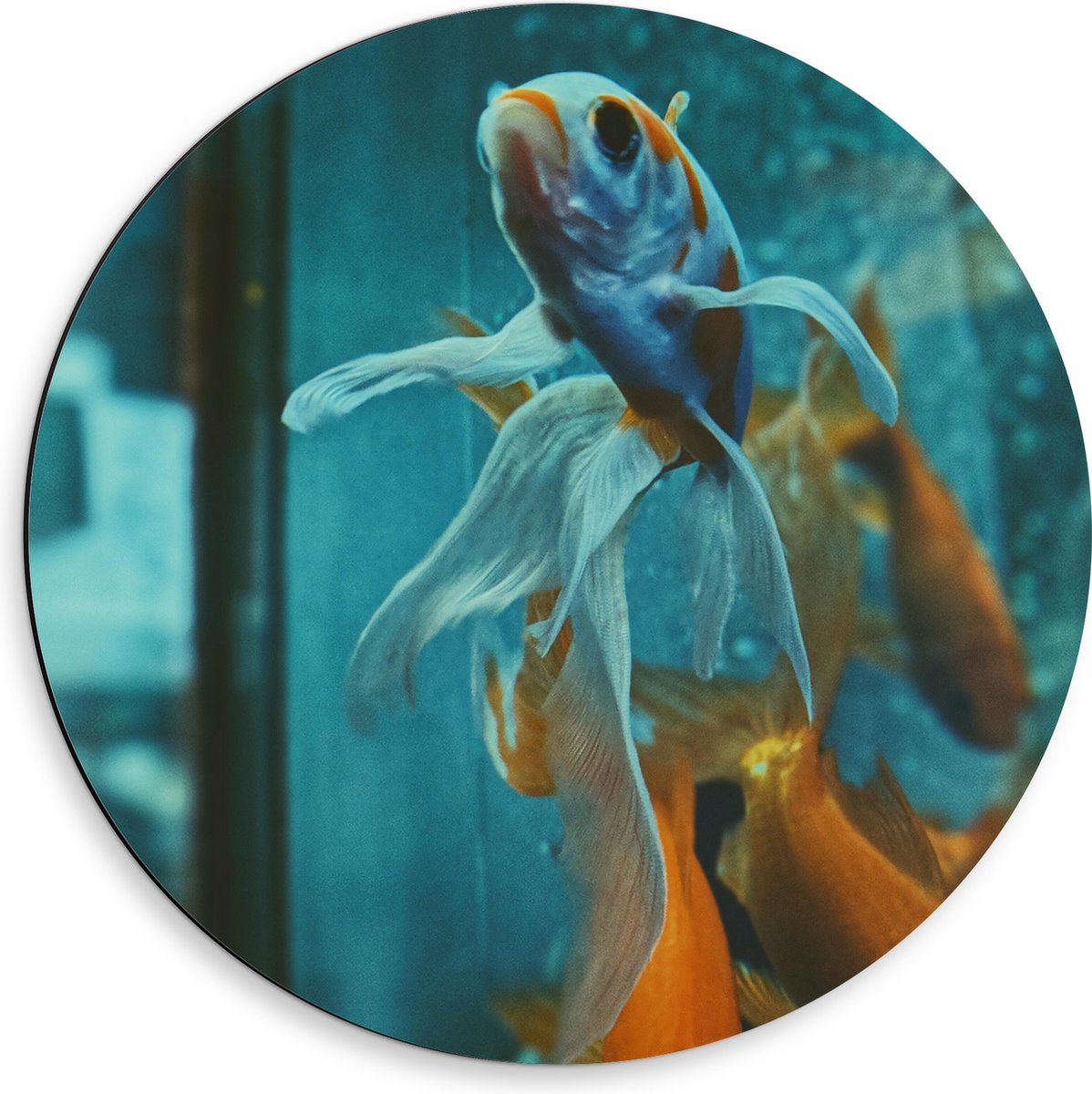 Dibond Muurcirkel - Blauw met Oranje Vis met Dansende Vinnen in het Aquarium - 50x50 cm Foto op Aluminium Muurcirkel (met ophangsysteem)