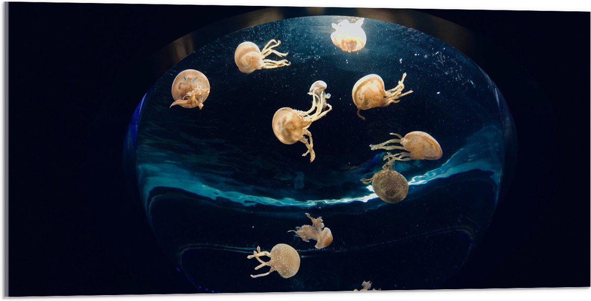 Acrylglas - Groepje Oranjekleurige Kwallen in Bolvormig Aquarium - 100x50 cm Foto op Acrylglas (Wanddecoratie op Acrylaat)