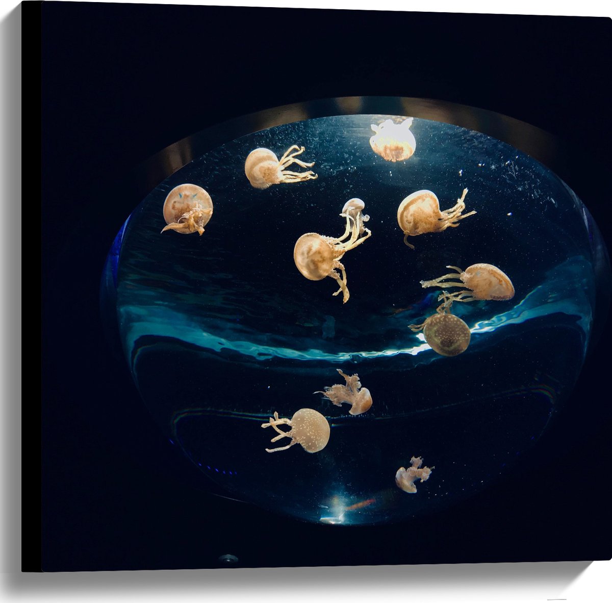 Canvas - Groepje Oranjekleurige Kwallen in Bolvormig Aquarium - 60x60 cm Foto op Canvas Schilderij (Wanddecoratie op Canvas)