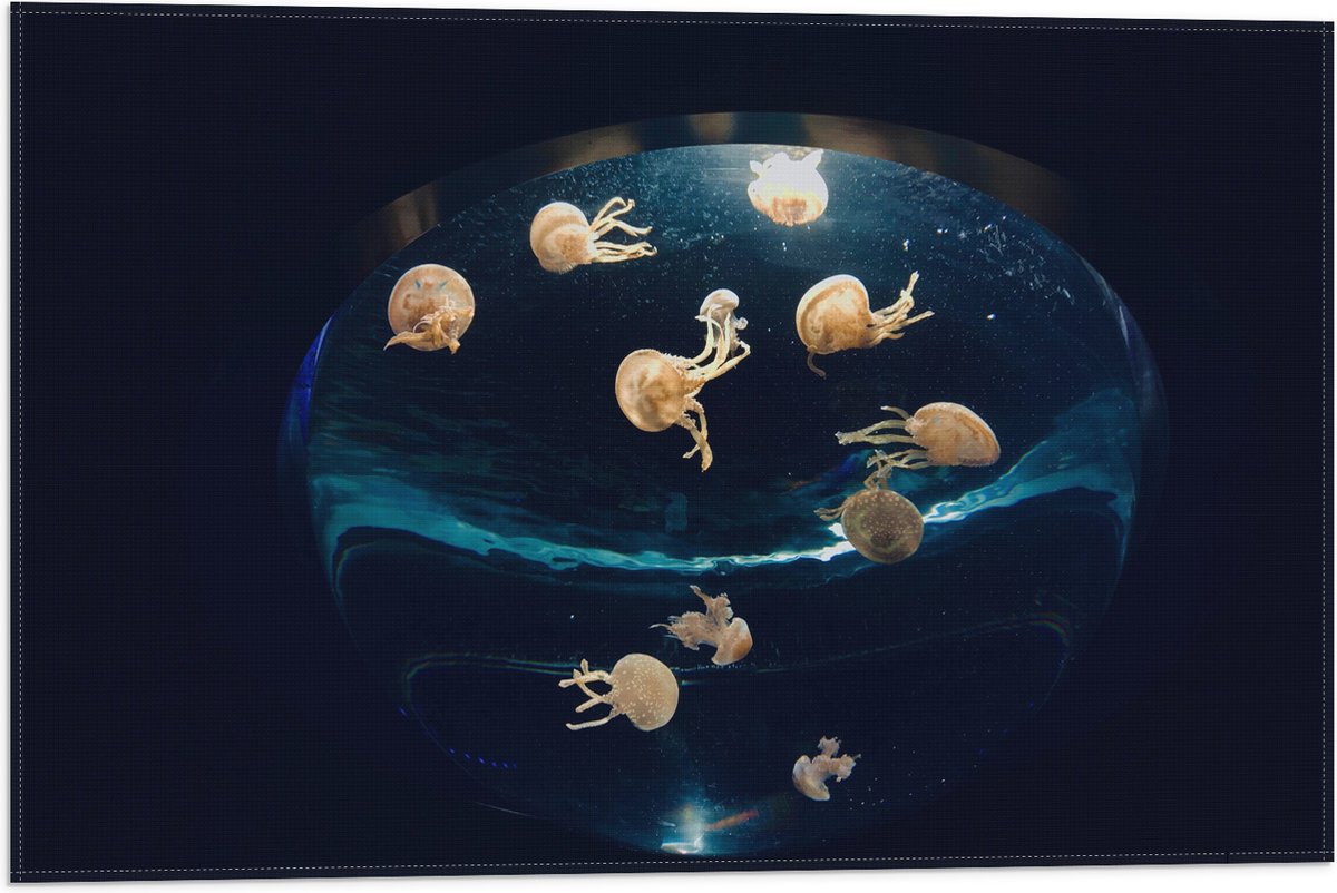 Vlag - Groepje Oranjekleurige Kwallen in Bolvormig Aquarium - 60x40 cm Foto op Polyester Vlag