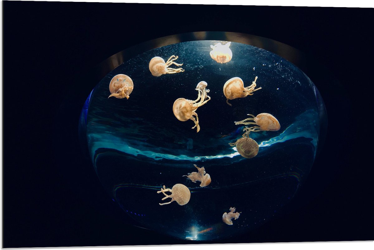 Dibond - Groepje Oranjekleurige Kwallen in Bolvormig Aquarium - 90x60 cm Foto op Aluminium (Met Ophangsysteem)