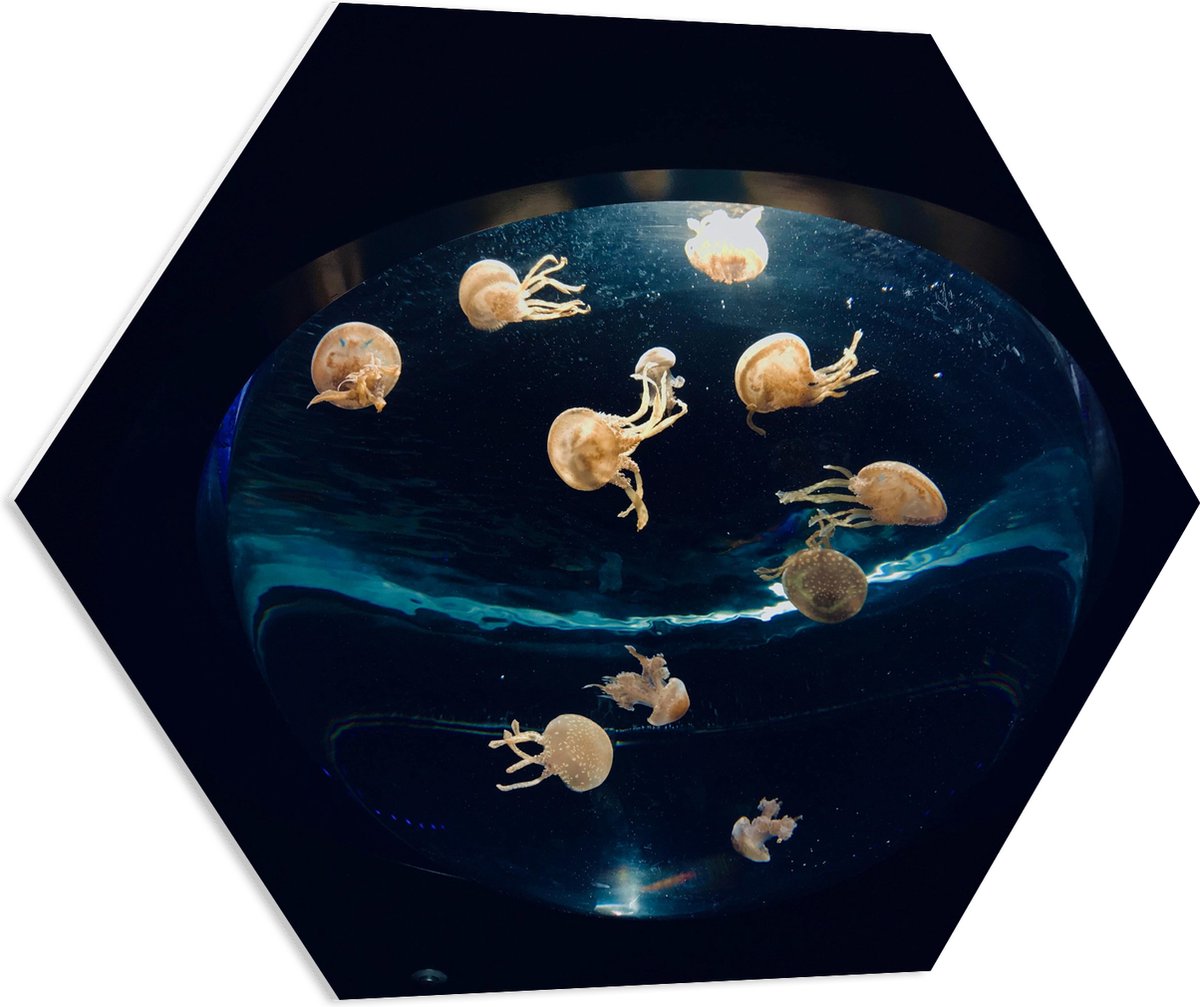 PVC Schuimplaat Hexagon - Groepje Oranjekleurige Kwallen in Bolvormig Aquarium - 70x60.9 cm Foto op Hexagon (Met Ophangsysteem)