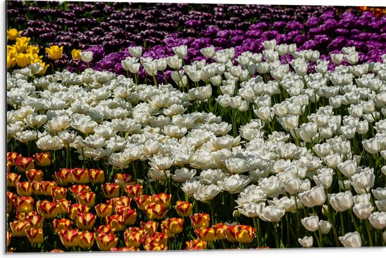 Dibond - Bloemenveld van Gele, Paarse, Witte en Oranje Bloemen - 75x50 cm Foto op Aluminium (Wanddecoratie van metaal)