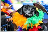 Dibond - Omkijkende Zwarte Hond met Meerkleurige Boa - 75x50 cm Foto op Aluminium (Met Ophangsysteem)
