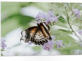 PVC Schuimplaat- Bruin met Zwarte Vlinder met Open Vleugels bij Paarse Bloemen - 75x50 cm Foto op PVC Schuimplaat