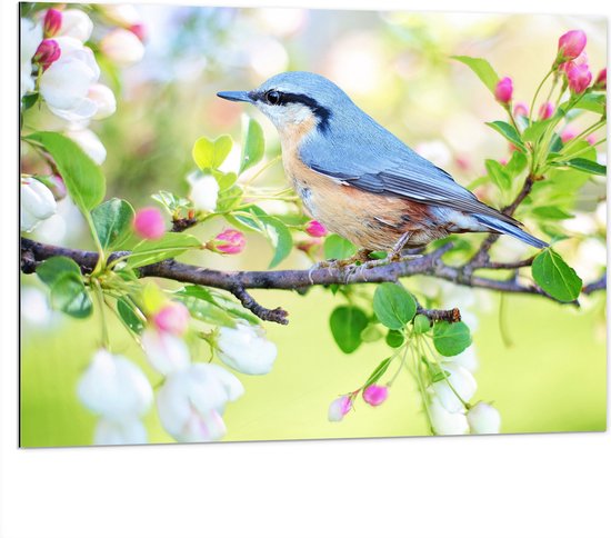 Dibond - Blauw met Bruin Vogeltje op Bloesemtak - 100x75 cm Foto op Aluminium (Wanddecoratie van metaal)