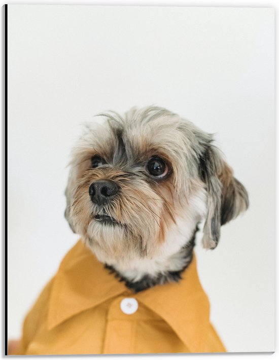 Dibond - Hond in Net Geel Overhemd - 30x40 cm Foto op Aluminium (Wanddecoratie van metaal)
