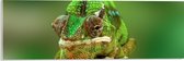 Acrylglas - Groene Kameleon Gekruld om Smalle Houten Tak - 60x20 cm Foto op Acrylglas (Met Ophangsysteem)