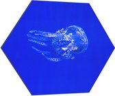 Dibond Hexagon - Kwal tegen Blauwe Achtergrond - 70x60.9 cm Foto op Hexagon (Met Ophangsysteem)