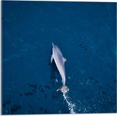 Acrylglas - Bovenaanzicht van Dolfijn Zwemmend in Donkerblauwe Zee - 50x50 cm Foto op Acrylglas (Met Ophangsysteem)