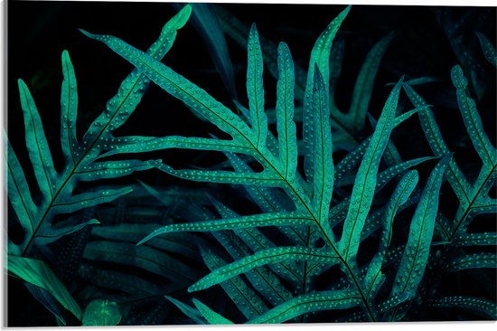 Acrylglas - Druppels op Groene Planten in Donkere Omgeving - 60x40 cm Foto op Acrylglas (Wanddecoratie op Acrylaat)