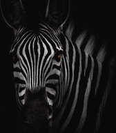 Dibond - Dieren / Zebra - Wit / grijs / zwart / bruin - 80 x 80 cm