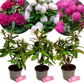 Set van 3 Rhododendron - 'Polarnacht', 'Cunningham's White', 'Germania' - Hoogte 60cm - 1,5 Liter pot
