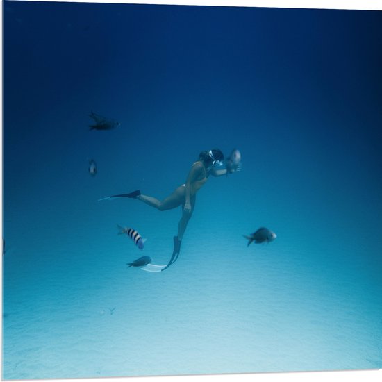 WallClassics - Acrylglas - Duiker Zwemmend met Vissen op Zeebodem - 80x80 cm Foto op Acrylglas (Met Ophangsysteem)