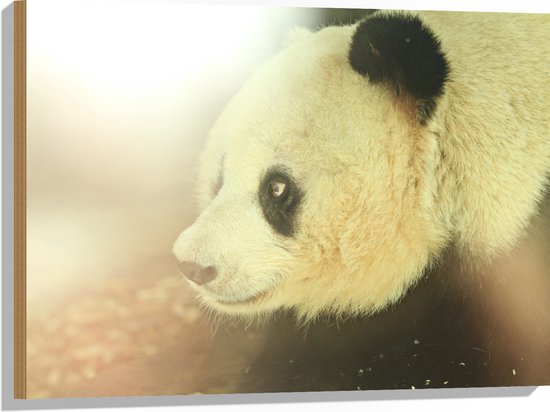 WallClassics - Hout - Zonlicht op Panda - 80x60 cm - 9 mm dik - Foto op Hout (Met Ophangsysteem)