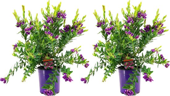 Plant in a Box - Polygala myrtifolia - Set de 2 - Arbuste Polygala - Arbuste Persistant - Pot 14cm - Hauteur 35-50cm