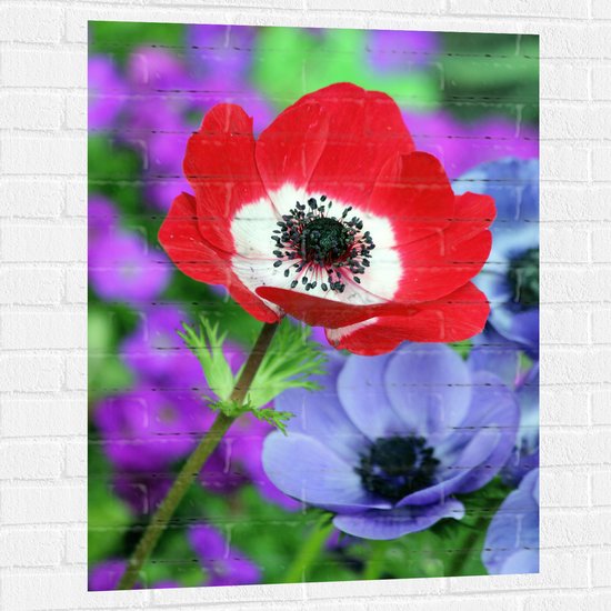 WallClassics - Muursticker - Rood met Wit Viooltje tussen Paarse Viooltjes - 75x100 cm Foto op Muursticker