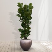Combideal - Ficus Lyrata struik inclusief zelfwaterende pot Nora Matt Coffee M - 200cm