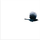 WallClassics - Poster Glanzend – Zwarte Vogel op Witte Achtergrond - 50x50 cm Foto op Posterpapier met Glanzende Afwerking