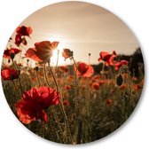 Poppy bloemen - Wandcirkel Dibond 30cm