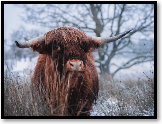 Schotse hooglander sneeuw - Fotoposter 40x30 met Lijst