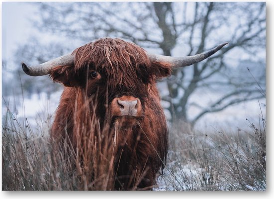 Schotse hooglander sneeuw - Fotoposter 70x50