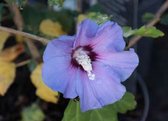 Hibiscus syriacus ‘Marina’ - Altheastruik, Heemstroos 40 - 60 cm in pot