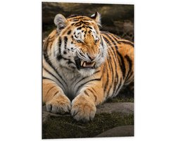 Dibond - Boze Siberische Tijger liggend in het Gras - 60x90 cm Foto op Aluminium (Met Ophangsysteem)