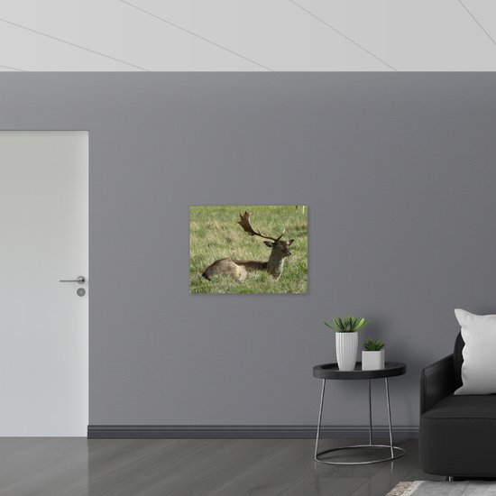 PVC Schuimplaat- Hert met Deel van Gewei - 80x60 cm Foto op PVC Schuimplaat