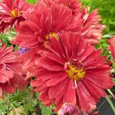 6x Margriet - Chrysanthemum (R) ‘Duchesse of Edinburgh’ - Pot 9x9cm