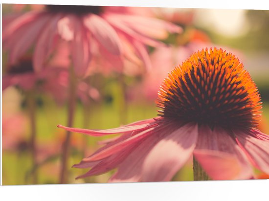 PVC Schuimplaat- Opengeklapte Roze Bloem - 105x70 cm Foto op PVC Schuimplaat