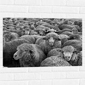 Muursticker - Kudde Schapen (Zwart- wit) - 75x50 cm Foto op Muursticker