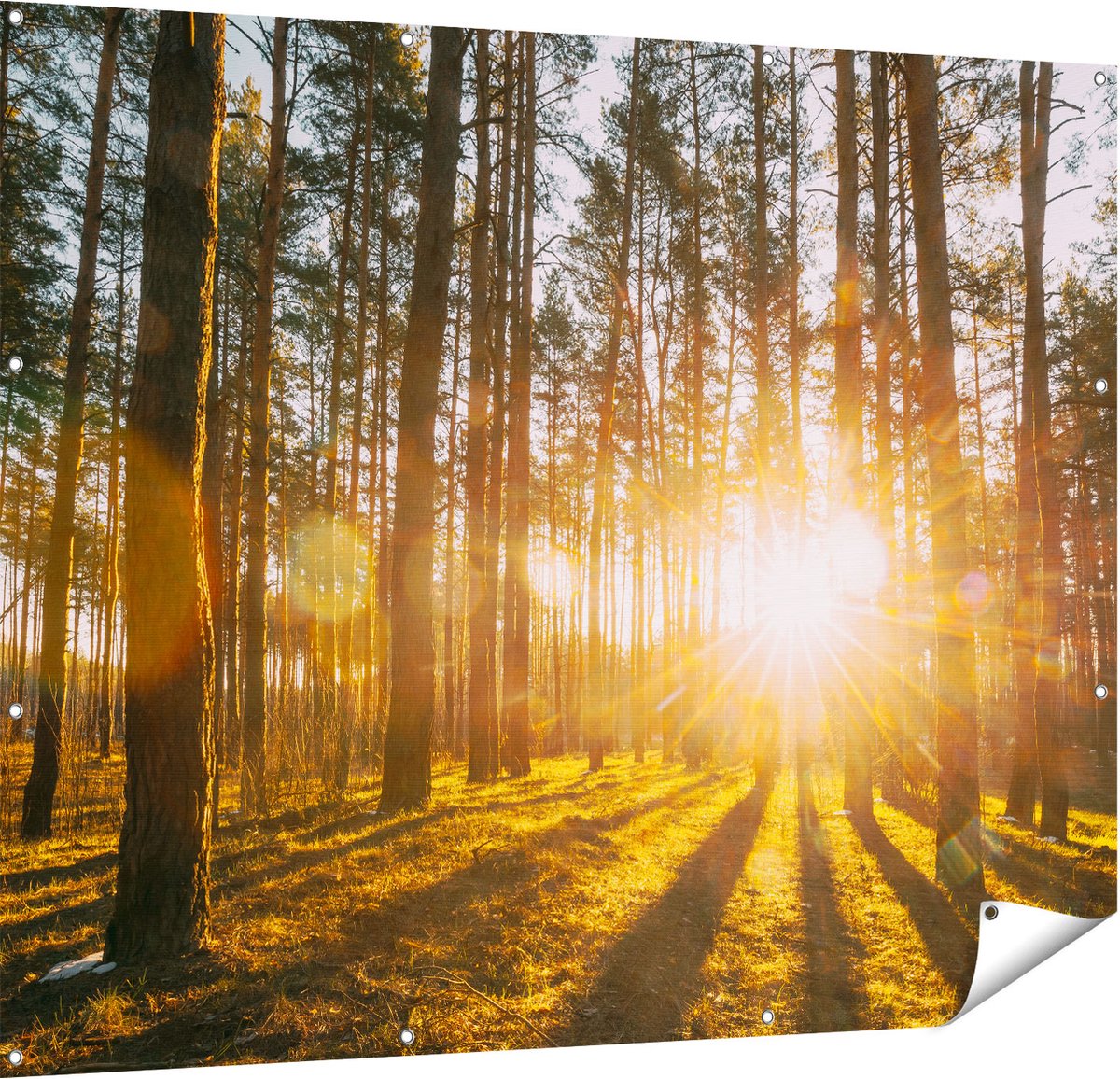 Gards Tuinposter Zonsopkomst in het Bos tussen de Bomen - 150x120 cm - Tuindoek - Tuindecoratie - Wanddecoratie buiten - Tuinschilderij Multikleur