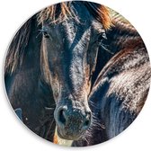PVC Schuimplaat Muurcirkel - Donkerbruin Paard tussen de Kudde in het Grasveld - 30x30 cm Foto op Muurcirkel (met ophangsysteem)