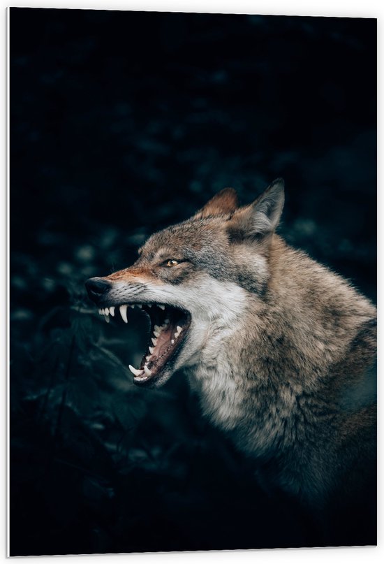 PVC Schuimplaat - Angstaanjagende Wolf met Scherpe Tanden in Donker Bos - 60x90 cm Foto op PVC Schuimplaat (Met Ophangsysteem)