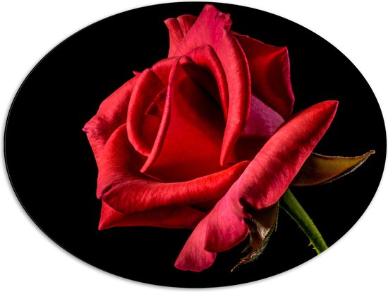 Dibond Ovaal - Rode Roos op Zwarte Achtergrond - 80x60 cm Foto op Ovaal (Met Ophangsysteem)
