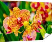 Gards Tuinposter Geel Rode Orchidee Bloemen - 150x100 cm - Tuindoek - Tuindecoratie - Wanddecoratie buiten - Tuinschilderij
